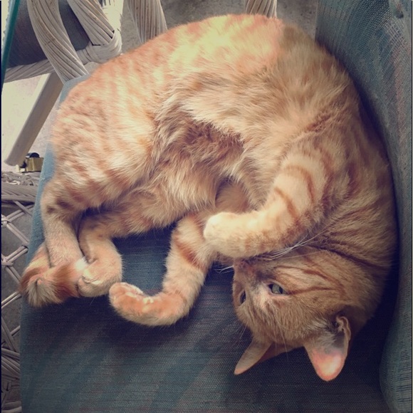 Meet the Posher - Picture 1 of 6